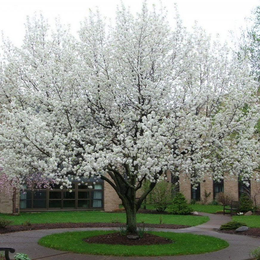 Cleveland Pear Tree | Cleveland Pear Trees for Sale ...