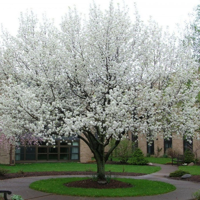 Cleveland Pear Tree  Cleveland Pear Trees For Sale -9671