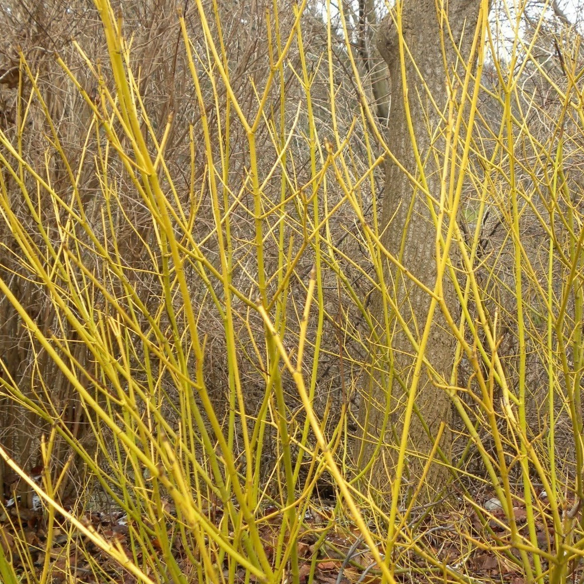 twig dogwood