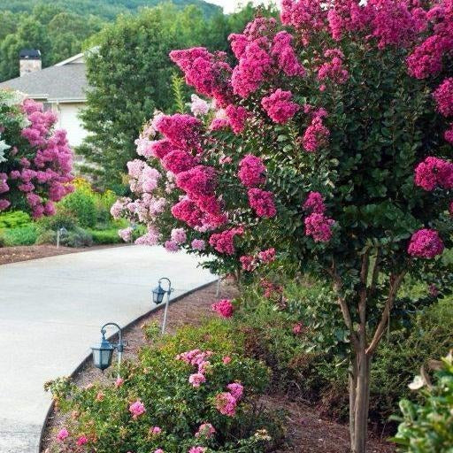 Pink Velour Crape Myrtle Deep Pink Blooms Plantingtree