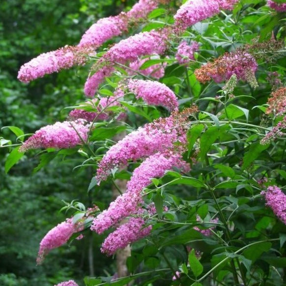 Pink Delight Butterfly Bush — Plantingtree