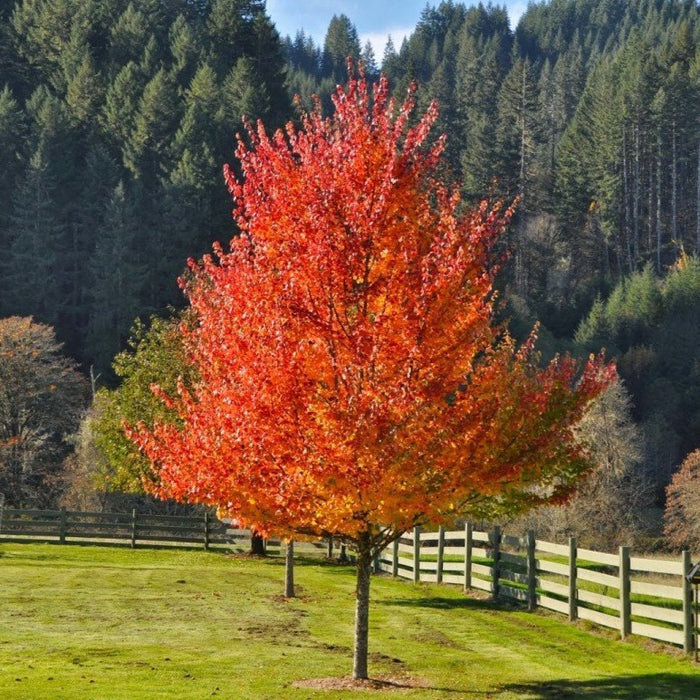 october glory maple tree size