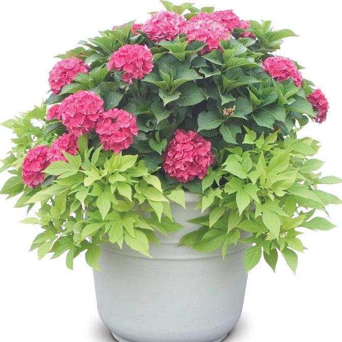 Cityline® Paris Bigleaf Hydrangea Dramatic Color For Any