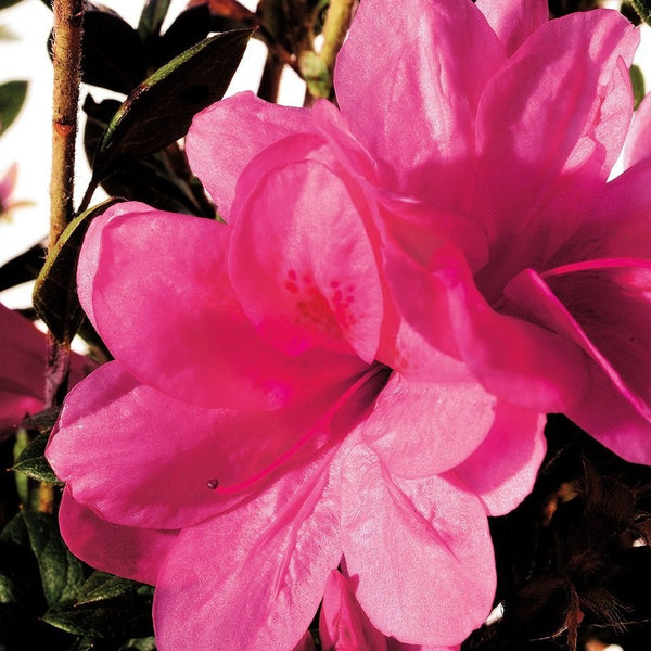 Autumn Empress Encore Azalea - PlantingTree