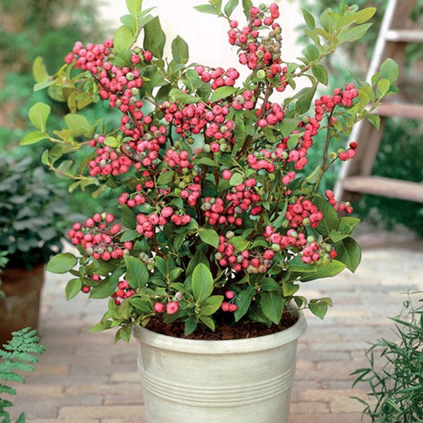 Pink Lemondage Blueberry Bush