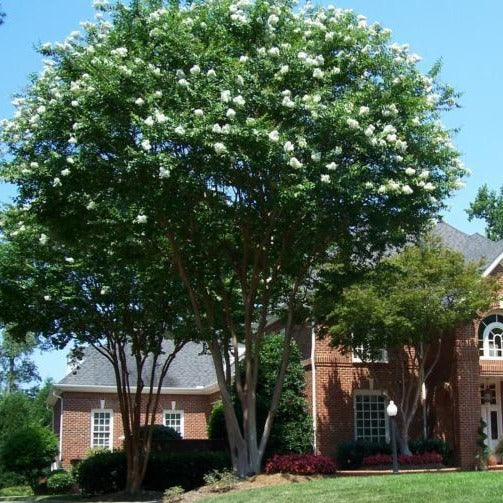 are crape myrtle trees bad for dogs