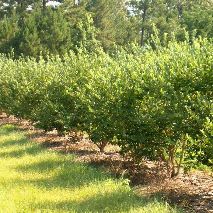 Goji Berry Shrub | Grow Your Own Fruit At Home ...