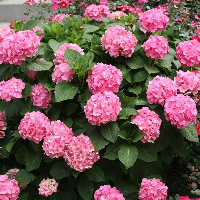 Let's Dance Big Easy Hydrangea —