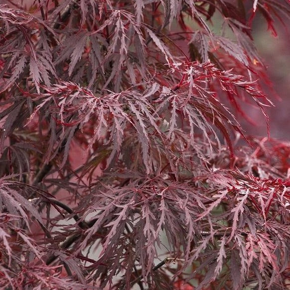 Red Dragon Japanese Maple Amazing Red Color Plantingtree