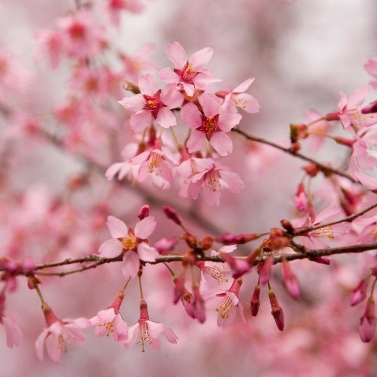 Okame Cherry Tree | Okame Cherry Tree for Sale — PlantingTree