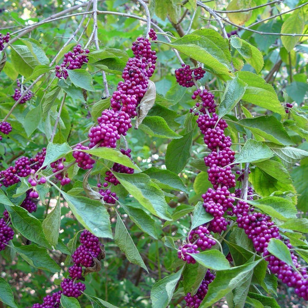 Early Amethyst Japanese Beautyberry - PlantingTree