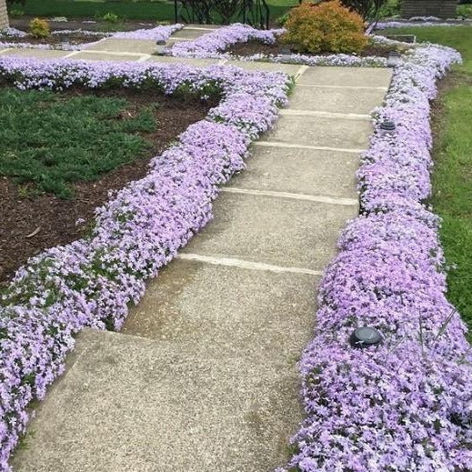 Emerald Blue Creeping Phlox — PlantingTree