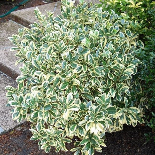 Silver King Euonymus Plantingtree