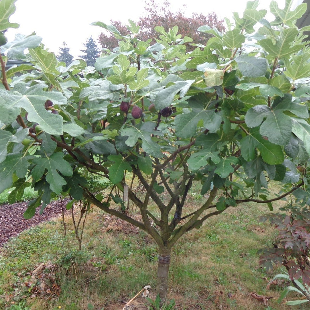 Chicago Cold Hardy Fig Tree Grow Your Own Figs Even In Colder Zones