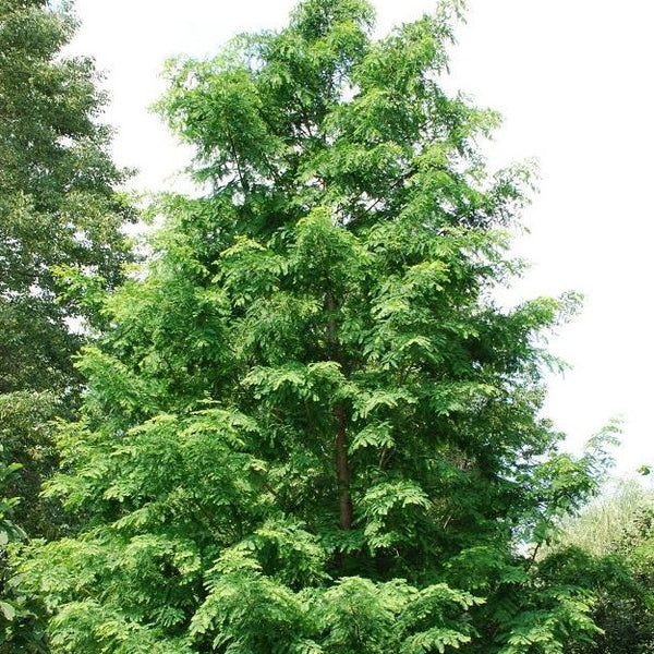 metasequoia free