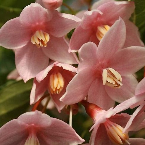 Marley's Pink Parasol Japanese Snowbell Tree - Unique Bell-Shaped