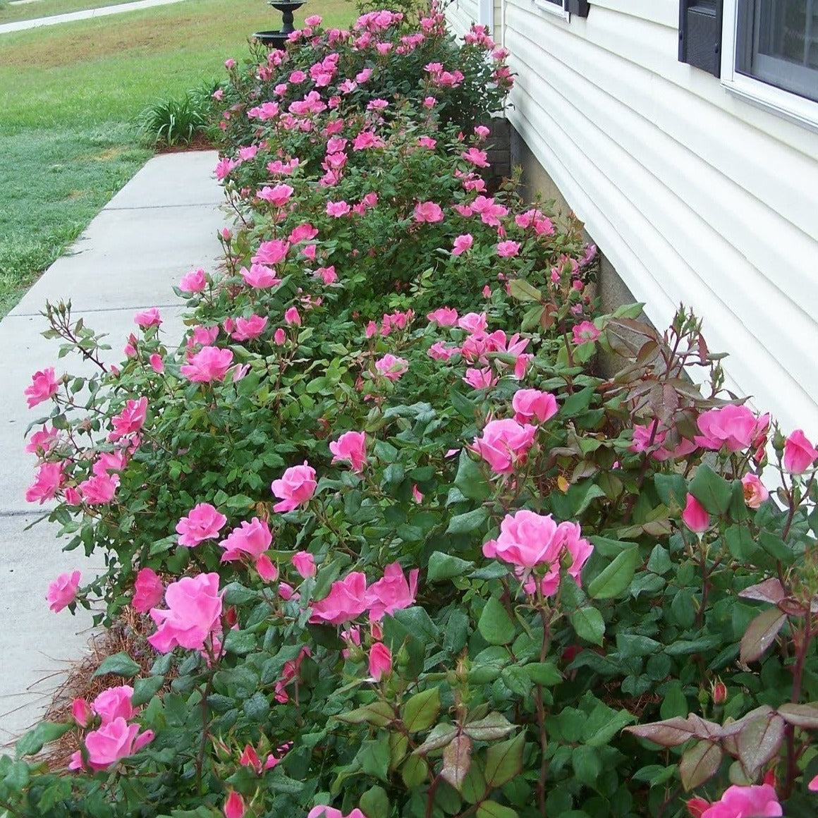 Pink Double Knock Out Rose | Add Sweet Pink Color — PlantingTree.com