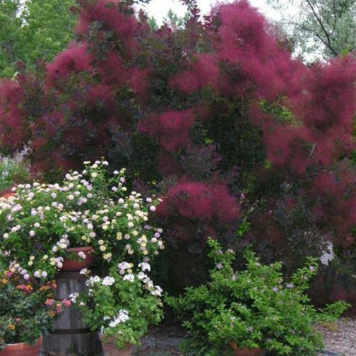 purple smoketree