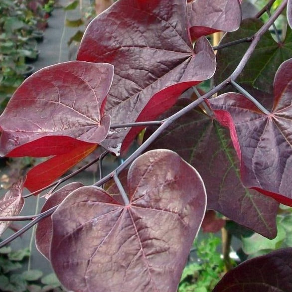 Ruby Falls Redbud Tree - Maroon to Deep Green To Purple ...