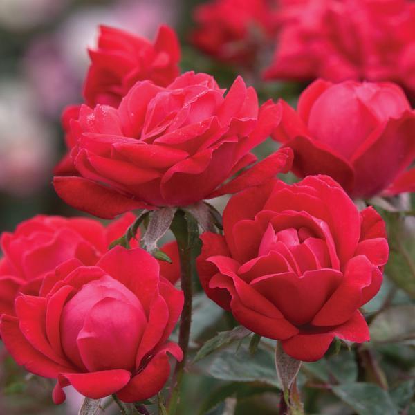 Double Knock Out Rose Tree | Unique Rose Tree With Lush Red to Pink ...