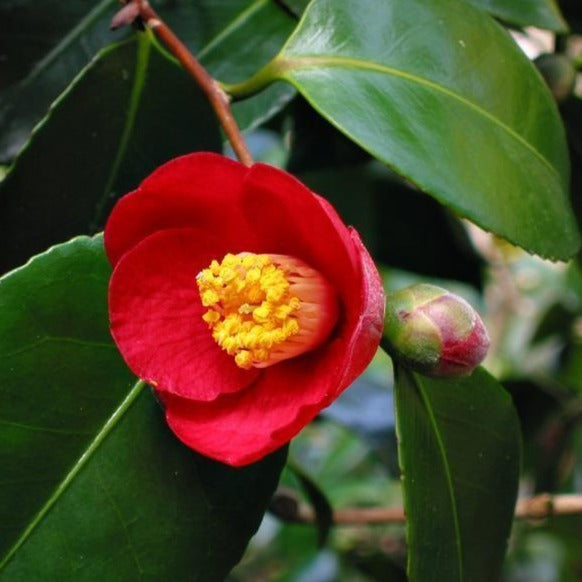 Greensboro Red Camellia - PlantingTree