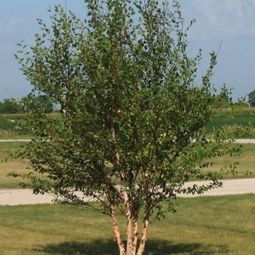 River Birch Tree River Birch Tree for Sale PlantingTree