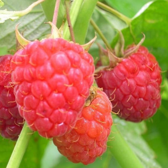 Heritage Raspberry Bush Plantingtree