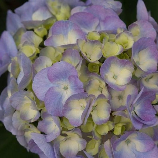 Cityline Berlin Bigleaf Hydrangea —