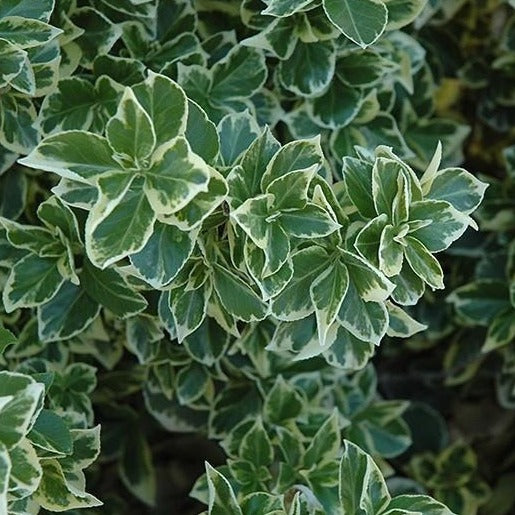 Emerald Gaiety Wintercreeper Euonymus — PlantingTree™