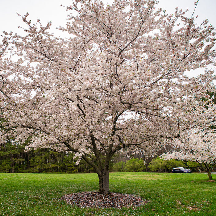 Cherry Blossom Tree For Sale