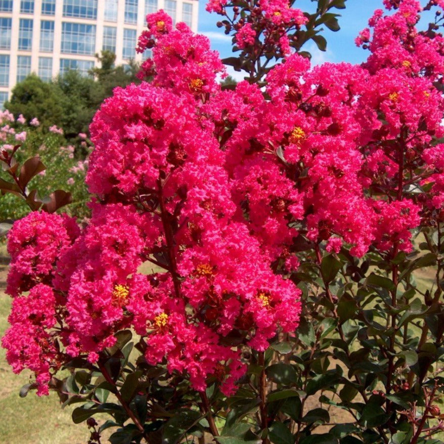 Pink Velour Crape Myrtle Deep Pink Blooms Plantingtree