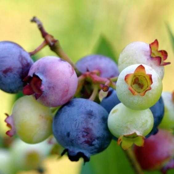 Powder Blue Blueberry Blueberry Plants for Sale PlantingTree