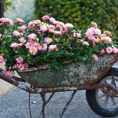 drift roses in wheelbarrel