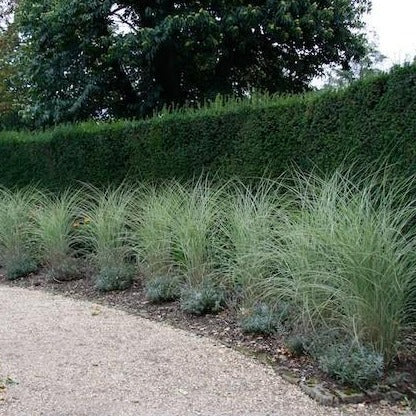 Morning light grass hedges