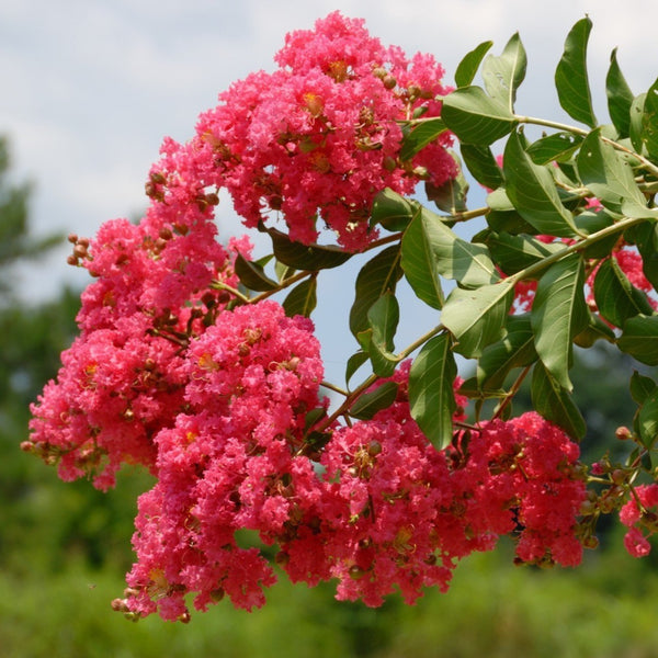 Tuscarora Crape Myrtle - PlantingTree