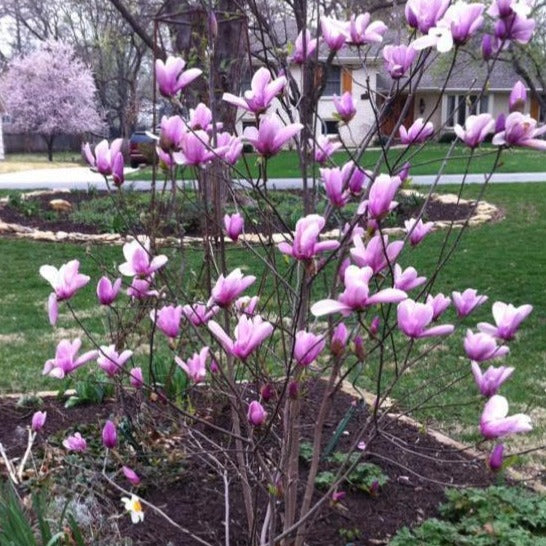 Image result for picture of a magnolia tree