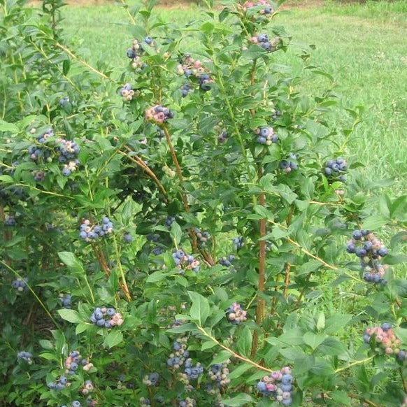 The Nc Blueberry Journal July 2011