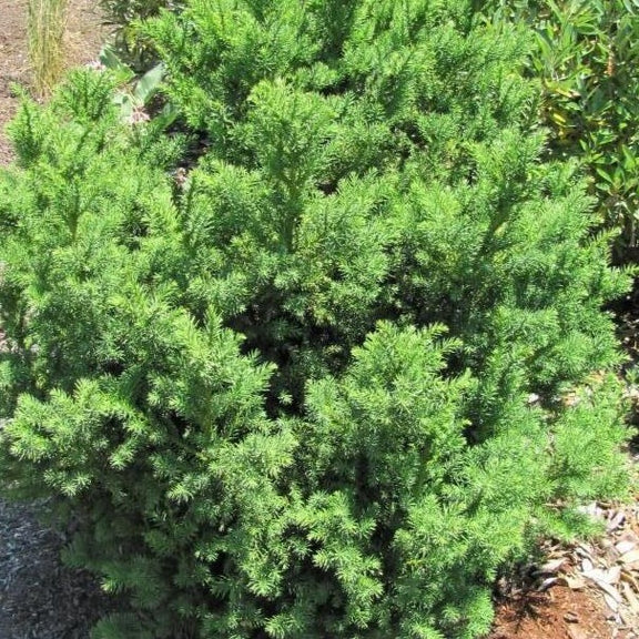 Black Dragon Cryptomeria — PlantingTree.com