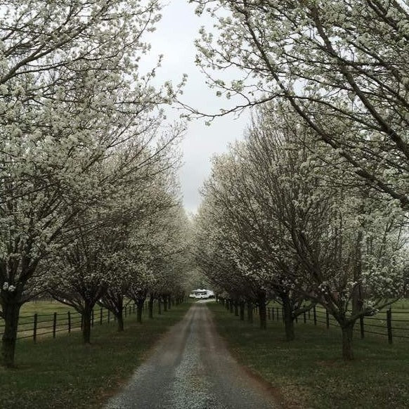 Cleveland Pear Tree | Flawless White Blooms — PlantingTree.com