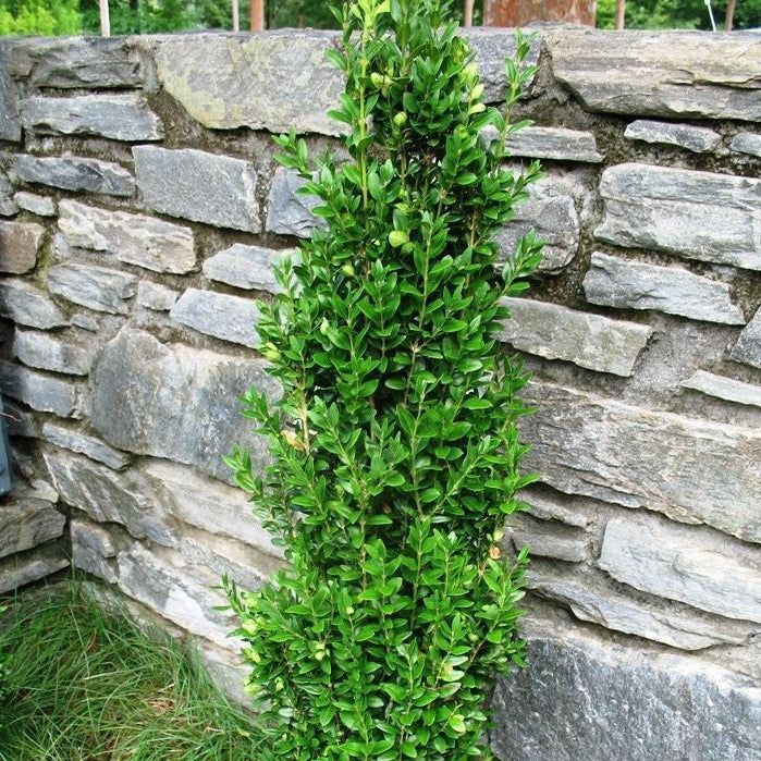 Graham Blandy Boxwood — PlantingTree