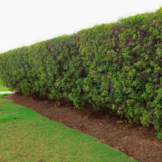 evergreen wax myrtle