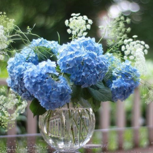 Penny Mac Hydrangea Fun Multi Color Shrub — Plantingtree