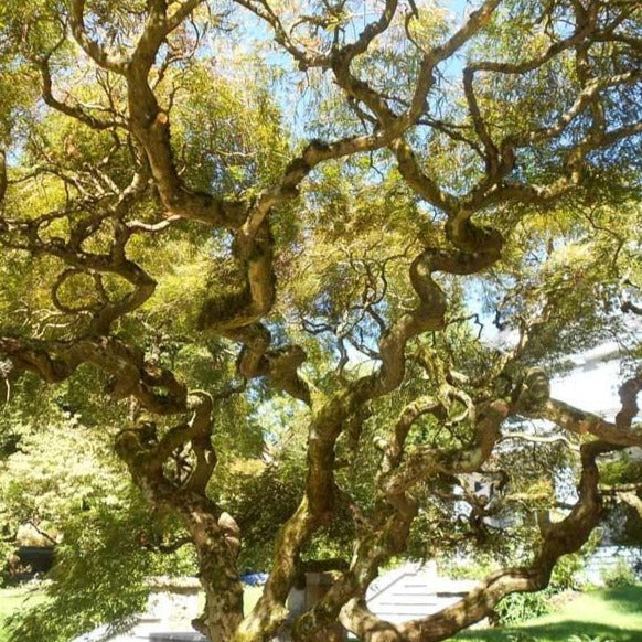 corkscrew-willow-tree-unique-branches-twist-and-curve-plantingtree