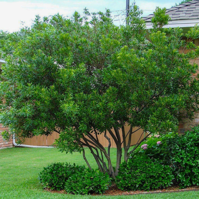pacific wax myrtle growth rate