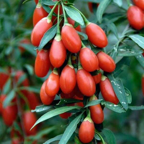 noodsituatie Meander ontsmettingsmiddel Goji Berry Shrub | Grow Your Own Fruit At Home - PlantingTree