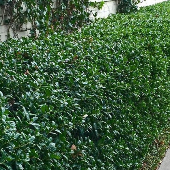 Dwarf Burford Holly | Dwarf Burford Holly Hedge — PlantingTree