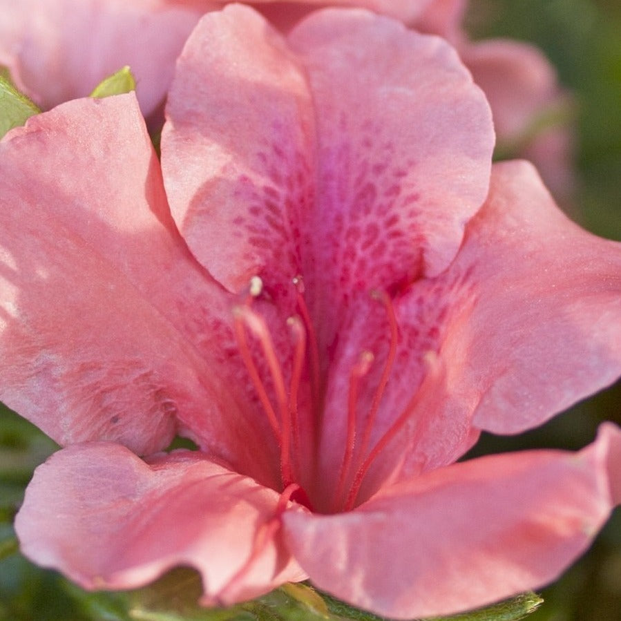 Autumn Coral Encore Azalea Coral Pastel Blooms Plantingtree