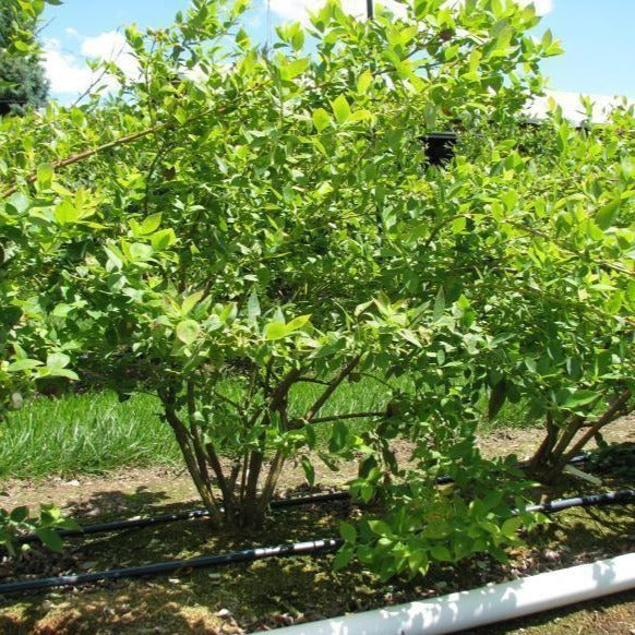 Powder Blue Blueberry | Blueberry Plants for Sale - PlantingTree