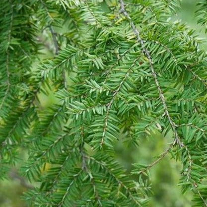 spray for hemlock disease