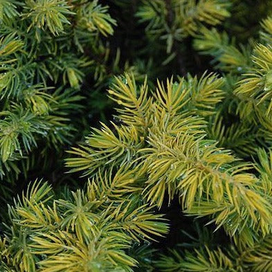 All Gold Shore Juniper | Deep Golden Dwarf Juniper — PlantingTree.com